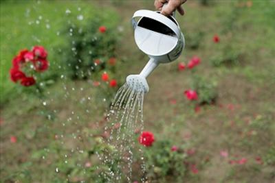 watering roses.jpg
